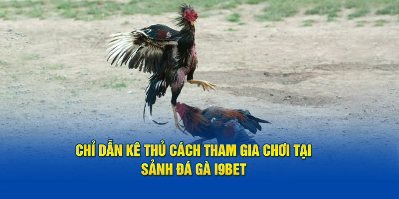 Chỉ dẫn kê thủ cách tham gia chơi tại sảnh đá gà I9BET